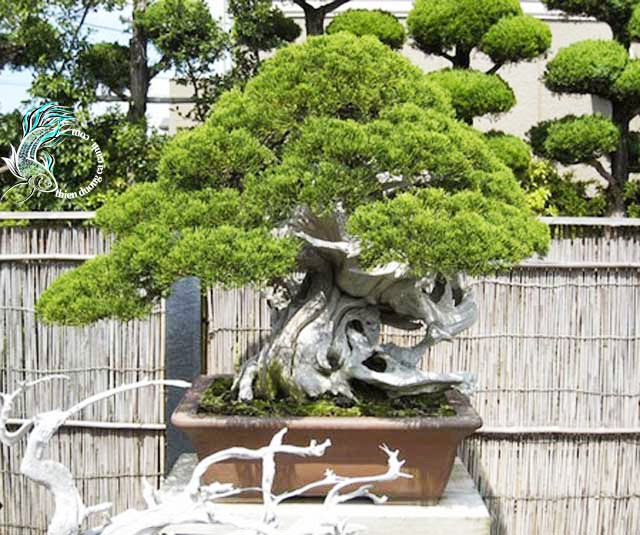 Bậc thầy bonsai Kimura