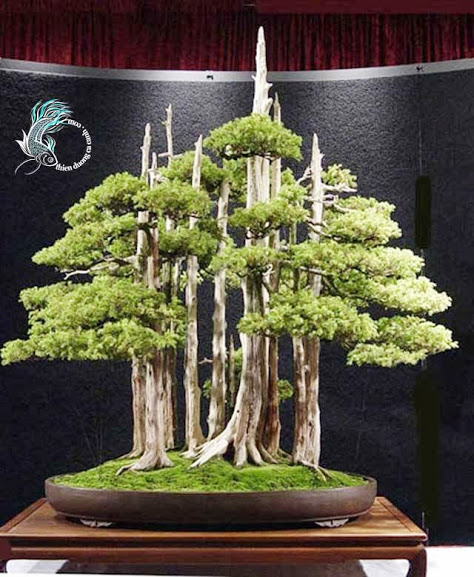 Cây bonsai Goshin