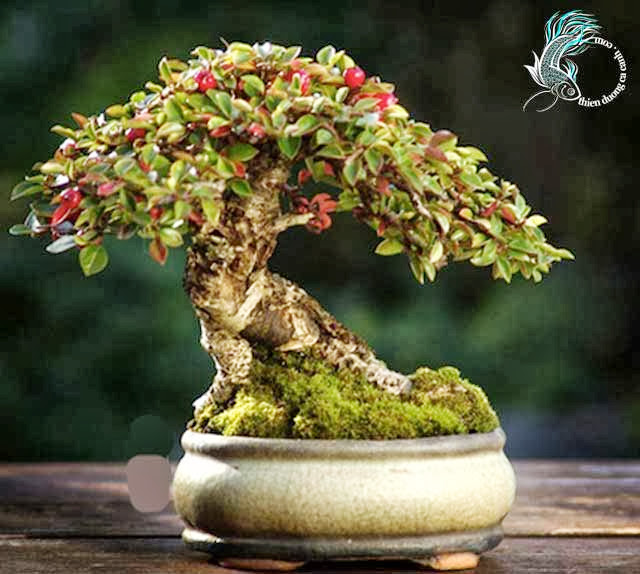 Cây bonsai nhỏ Shohin