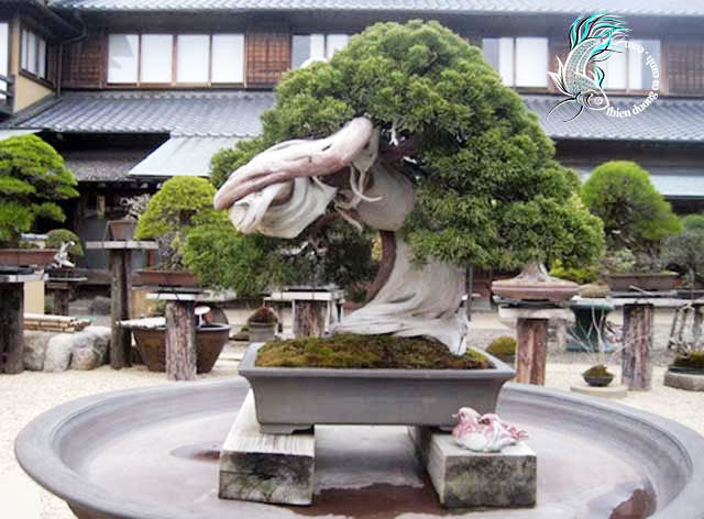 bonsai 800 tuổi ở Shunkaen