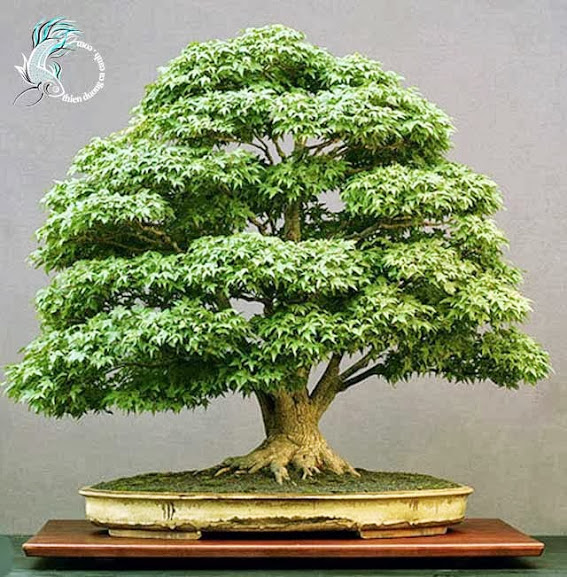 Cây phong Nhật